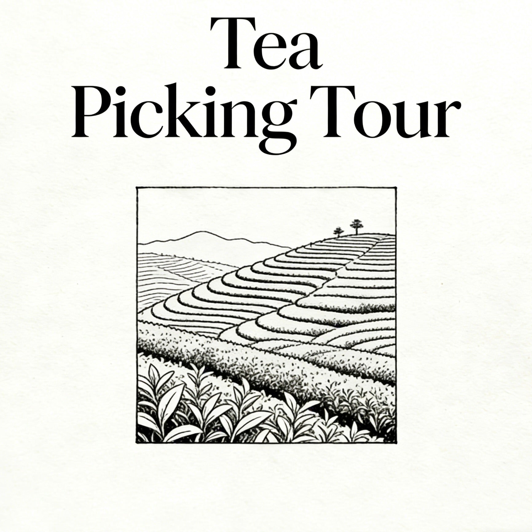 Tea Picking Tour